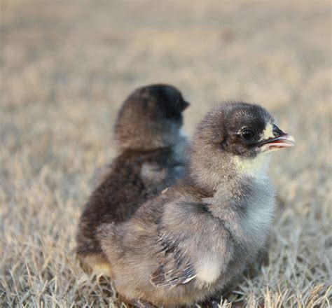 Isbar chicks for sale